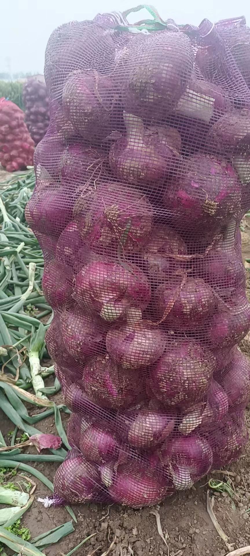 宁陵二红半高桩洋葱