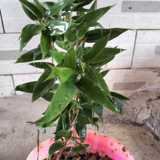 宁洱县蝴蝶竹