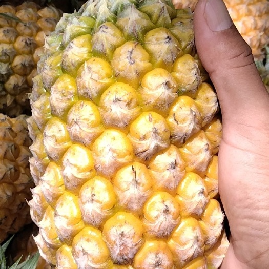 昌江县香水凤梨