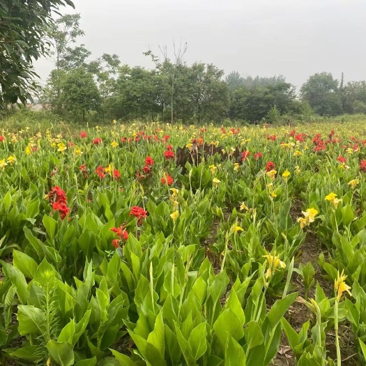 荆州花叶美人蕉
