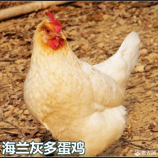 南宁海兰蛋鸡苗