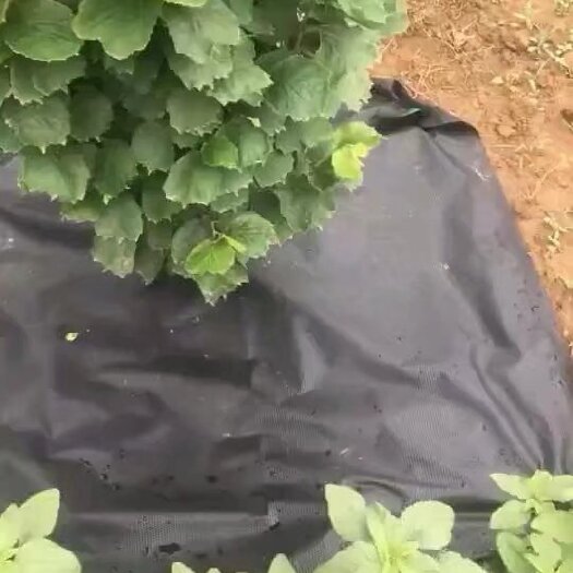 崇义县PLA生态材质防草布，可以完全降解为生物肥料。
