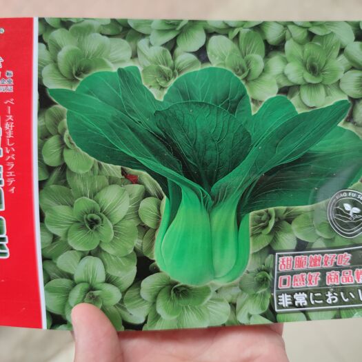 南昌晓富绿翡翠青梗菜种子，20克，甜脆嫩好吃