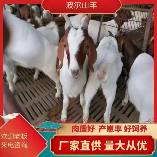 波尔山羊   头胎带孕波尔山羊基础母羊多胎高产产崽率高