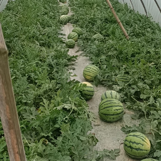 株洲久甜西瓜