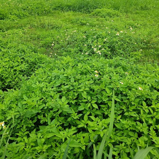 闽侯县鬼针草