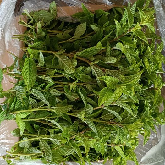 吴川市新鲜仙草(凉粉草)
