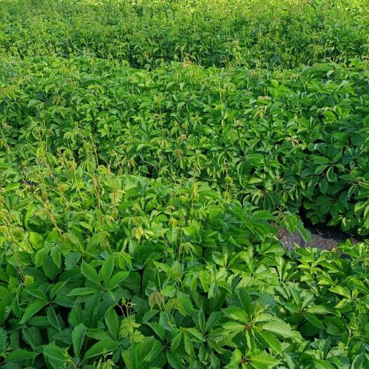 盖州市大量低价出售爬山虎，爬墙虎，3叶5叶，杯苗地苗。
