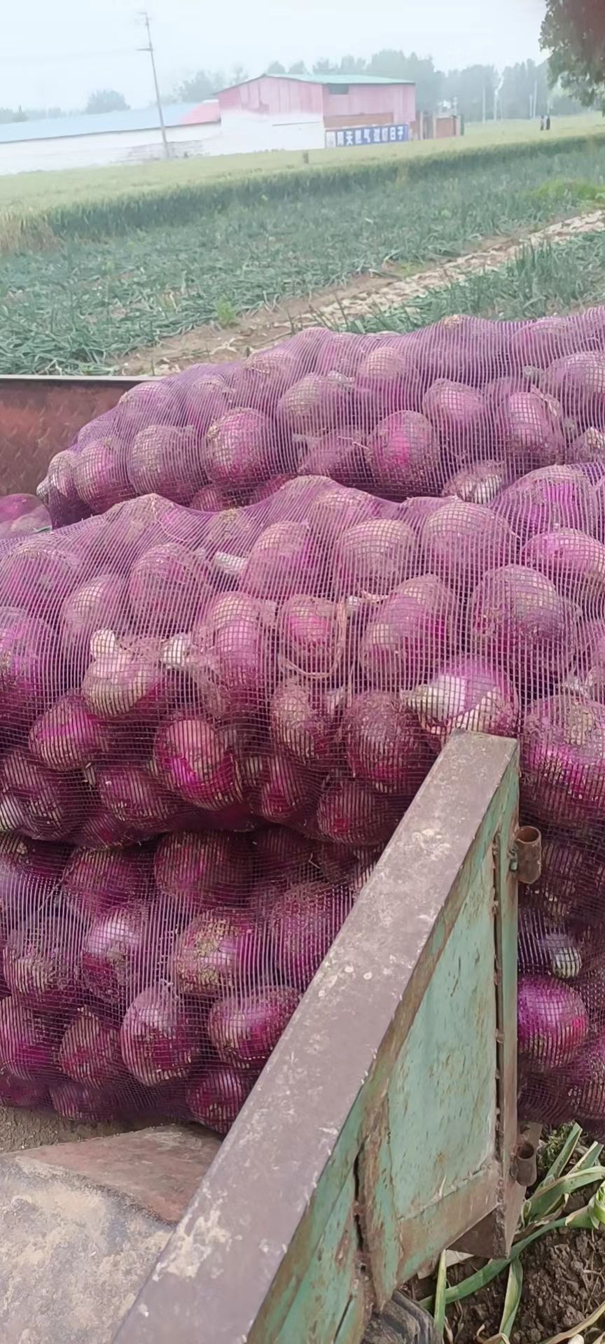 宁陵二红半高桩洋葱