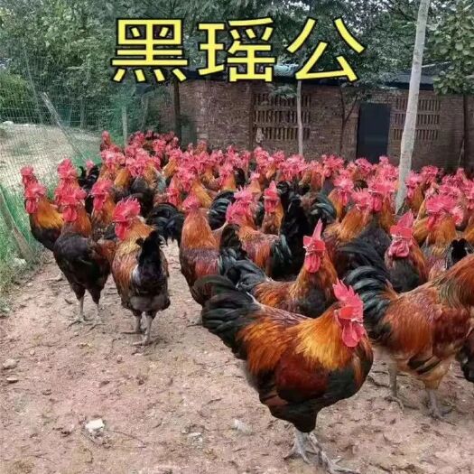 南宁黑窑鸡苗