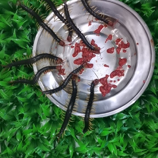 蜈蚣活体种苗