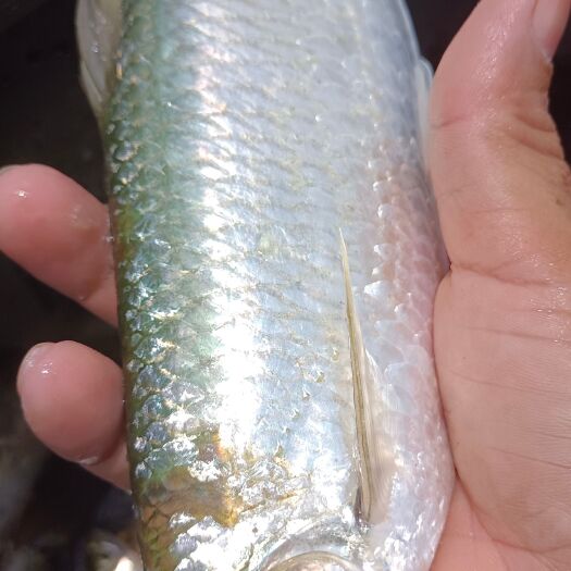 蓝刀白条(尖头峰)