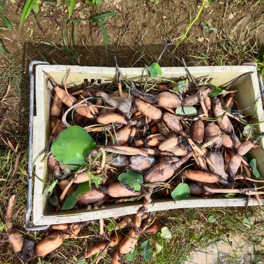 灵山县本地基地种植粉糯香型煲汤型红芽莲藕种苗