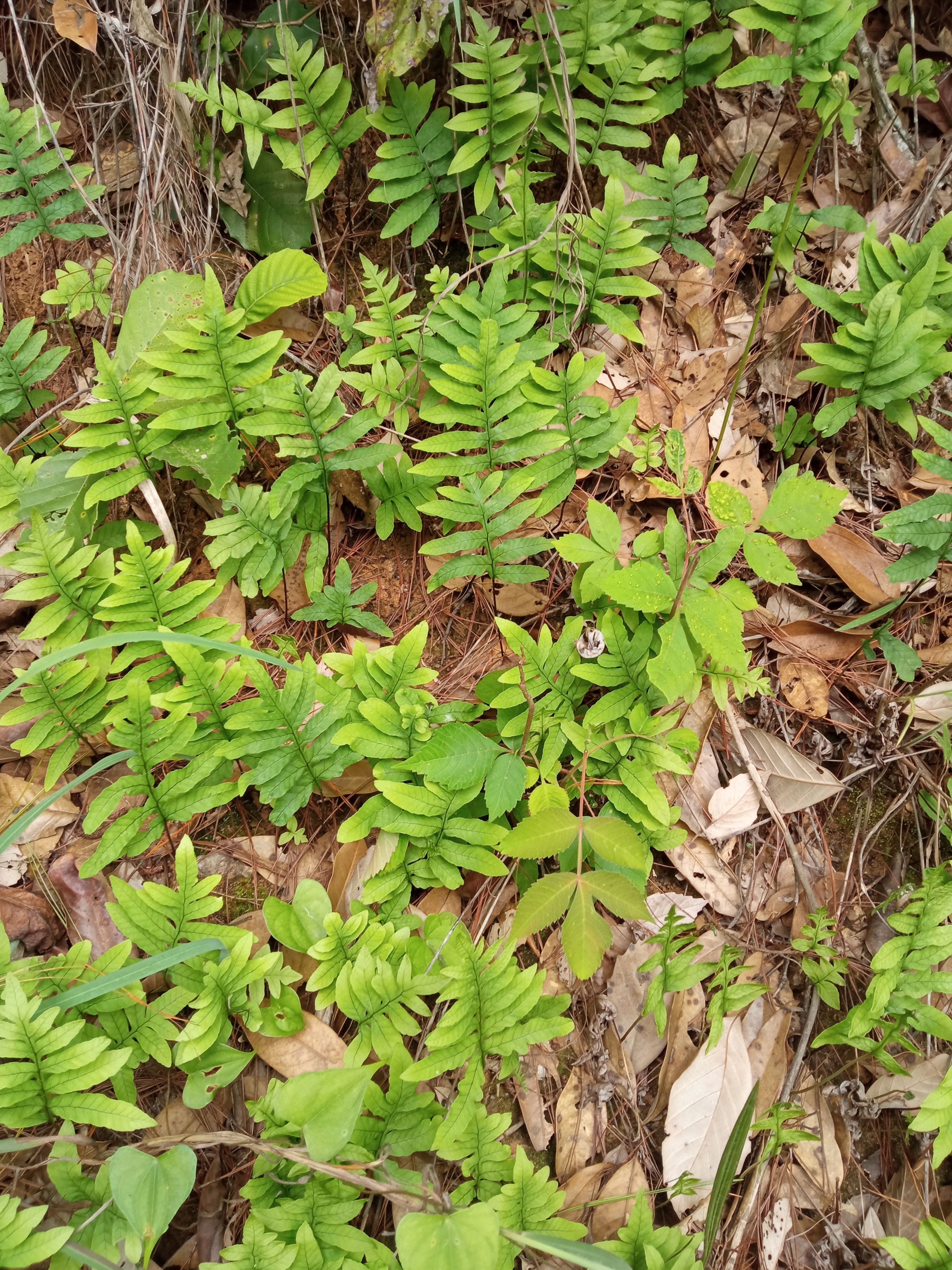 思茅厥类植物，有喜欢的吗
