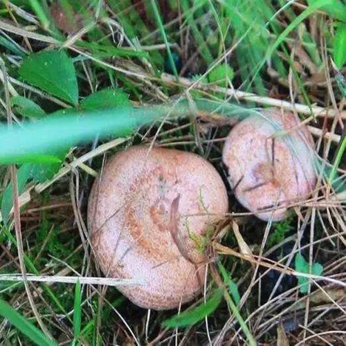 宣威市特色山珍