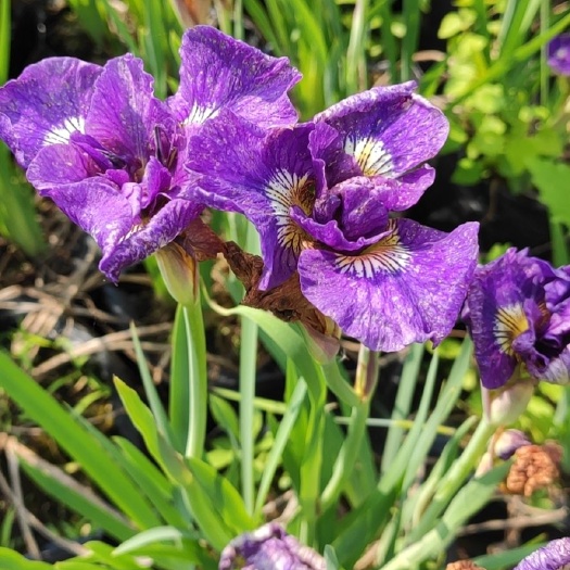 苏州玉蝉花