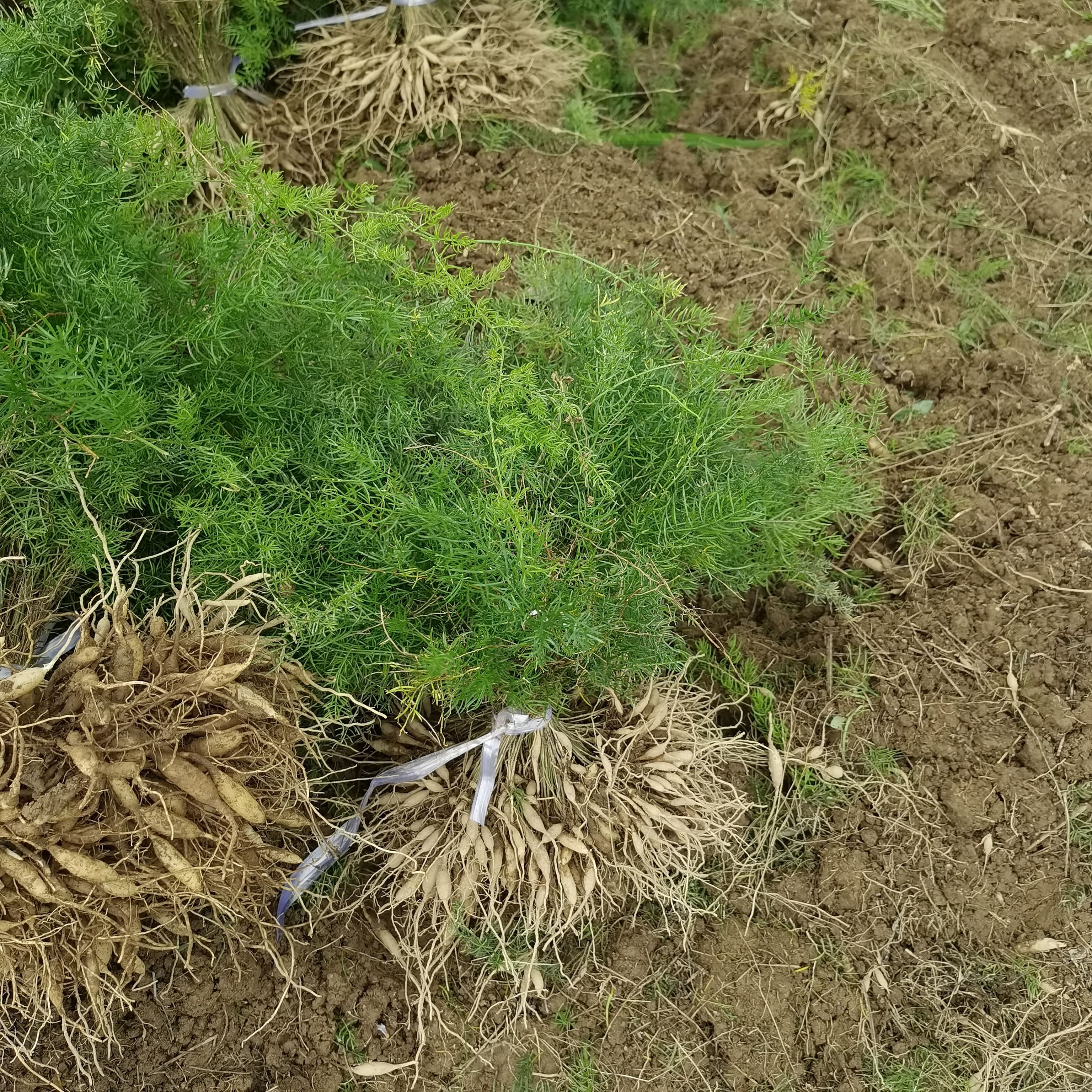 天门冬苗 天冬苗