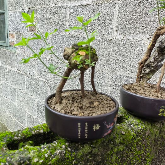 黄荆桩 黄荆盆景批发基地，已批发生桩，熟桩为主。