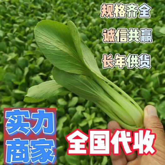 曹县上海青/快菜