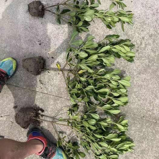 杭州海桐小毛球毛球地苗海桐色块