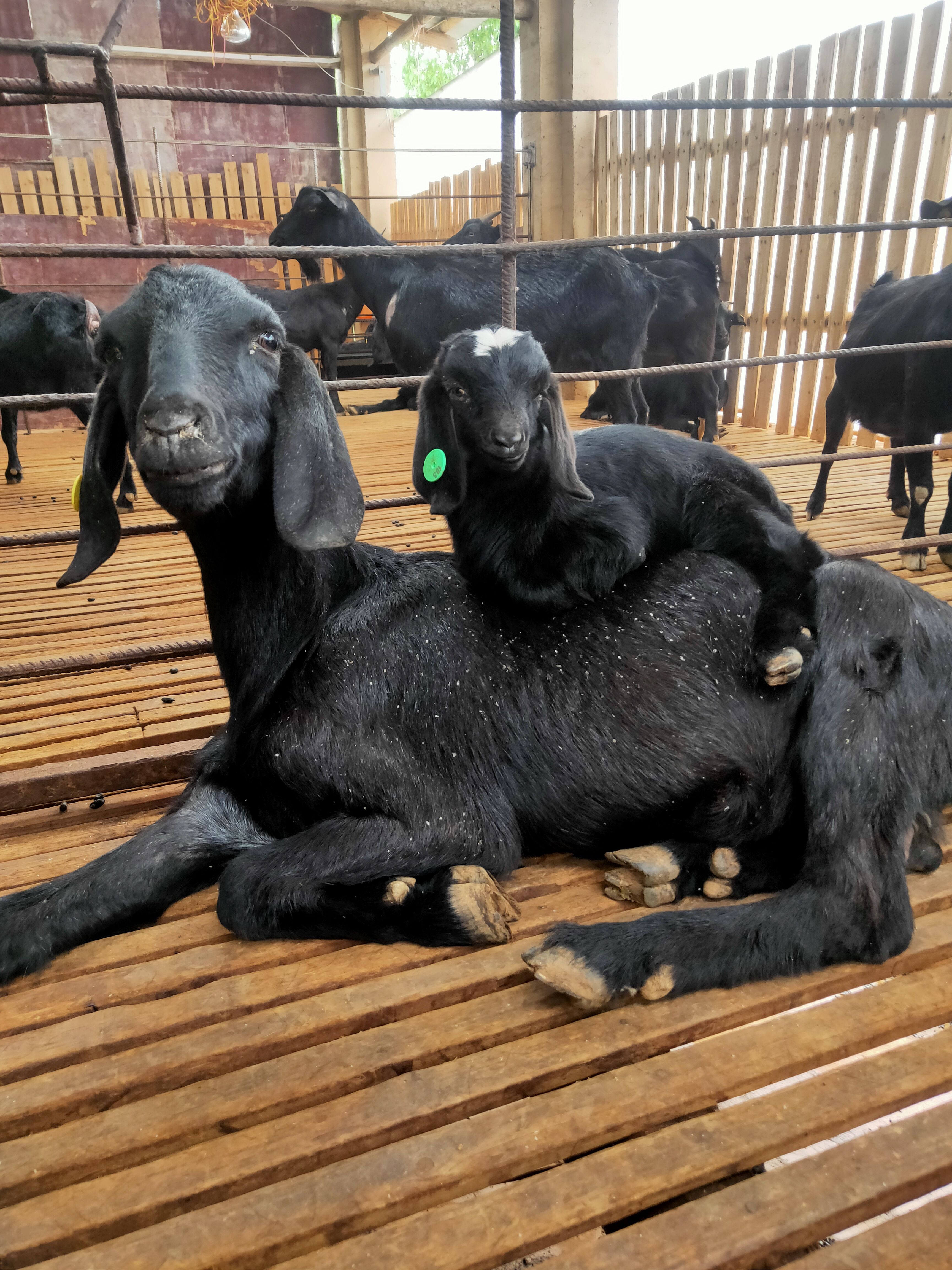 上栗县出售优质放养努比亚种羊黑山羊