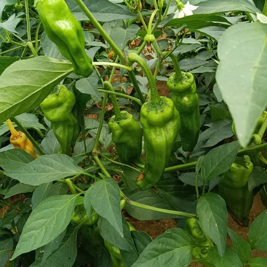 麻城市薄皮青椒