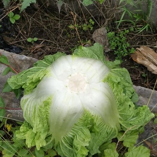 保靖县高山大白菜