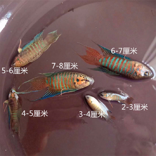 丰顺县5-7厘米普叉公鱼