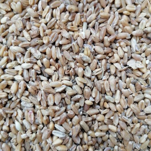 社旗县大量供，新小麦，白小麦，