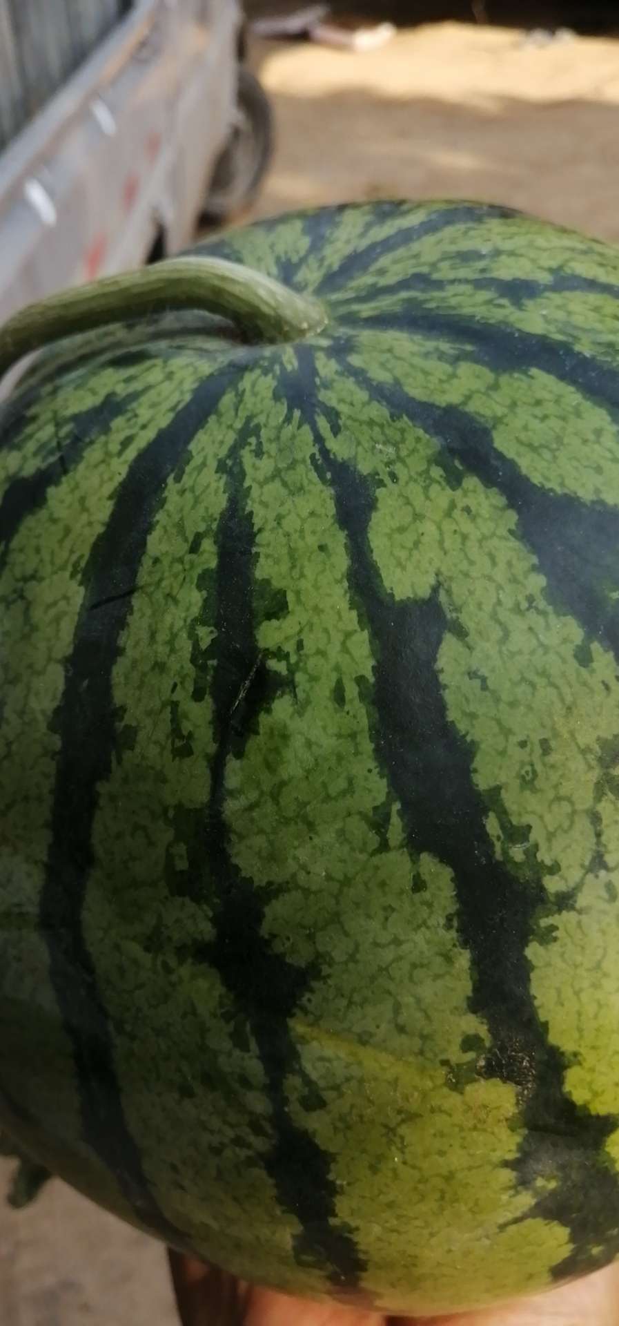 .西瓜