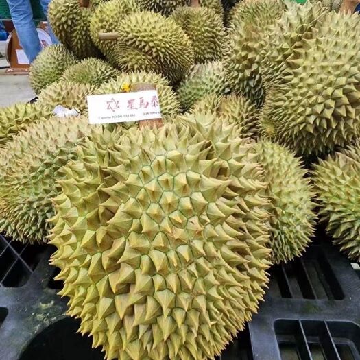兰州金枕榴莲