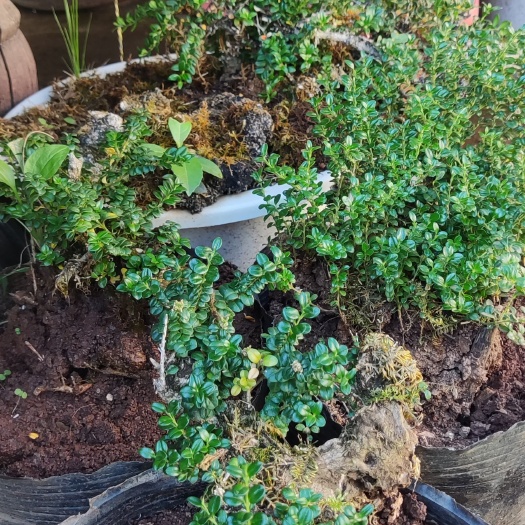 丽江珍珠黄杨  熟桩