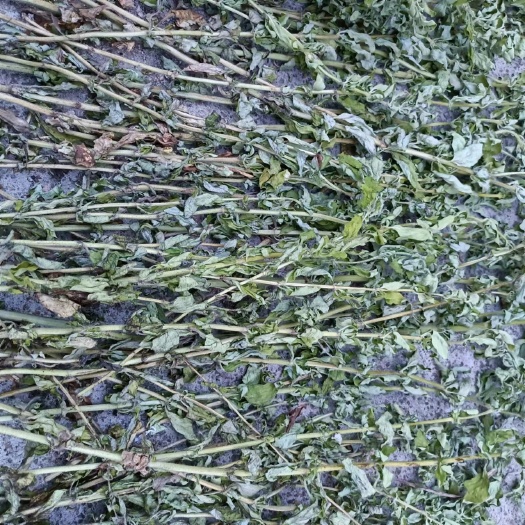 牛至草荆芥披萨草2024新货早期货色绿无根整棵切断段