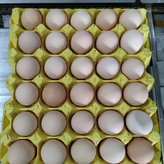 日照鸡蛋黄  玉米黄鸡蛋