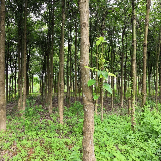 灵山县庭院香樟