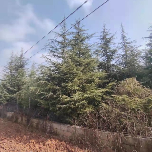 文山市雪松