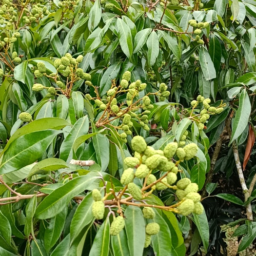灵山县无核荔枝苗