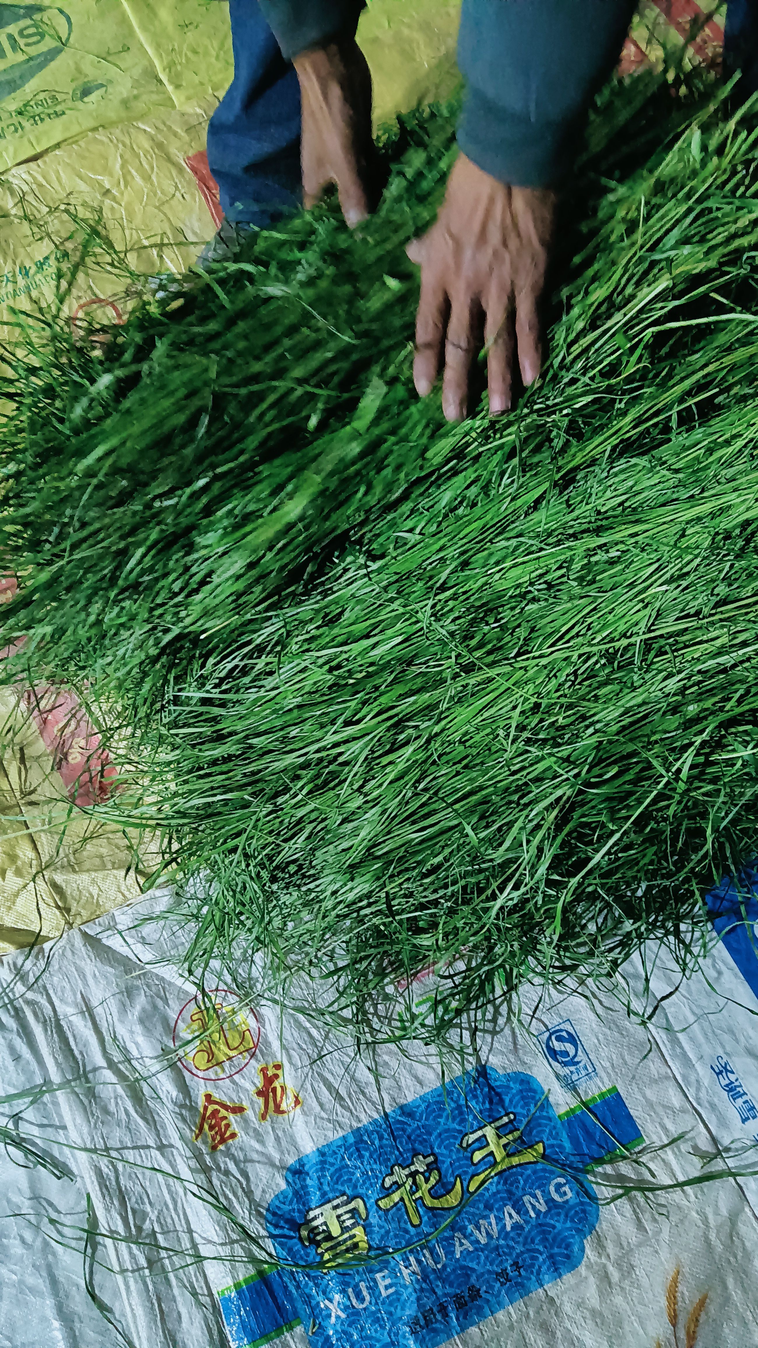 岷县2023年新烘干头茬提摩西草，自己加工一手货源，草场直发的！