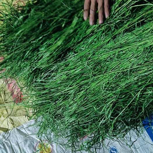 岷县2024年新烘干头茬提摩西草，自己加工一手货源，草场直发的！