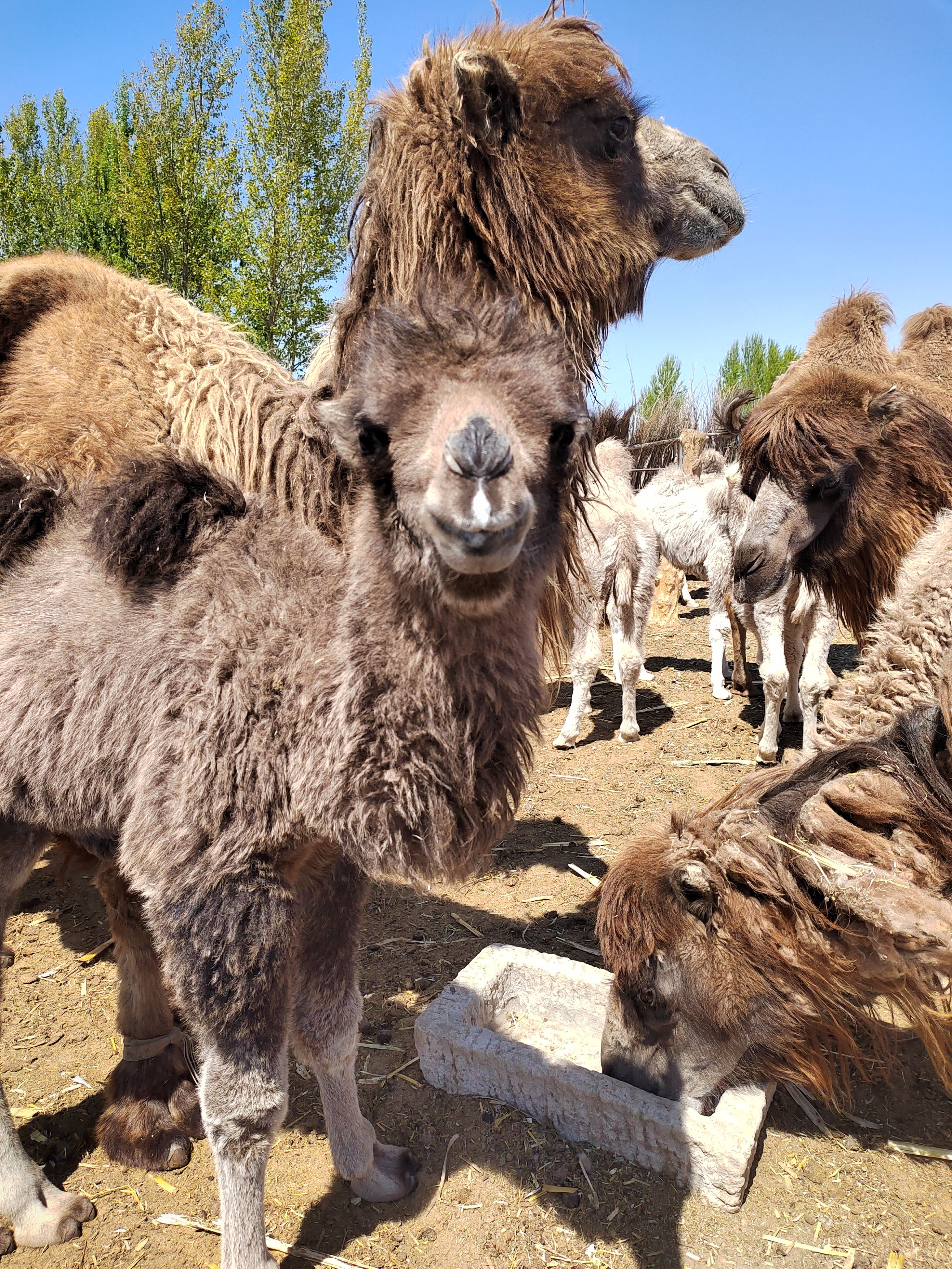 翁牛特旗卖骆驼带驼羔30个左右，详情联系后在谈