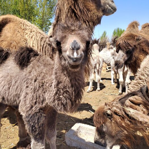 翁牛特旗卖骆驼带驼羔30个左右，详情联系后在谈