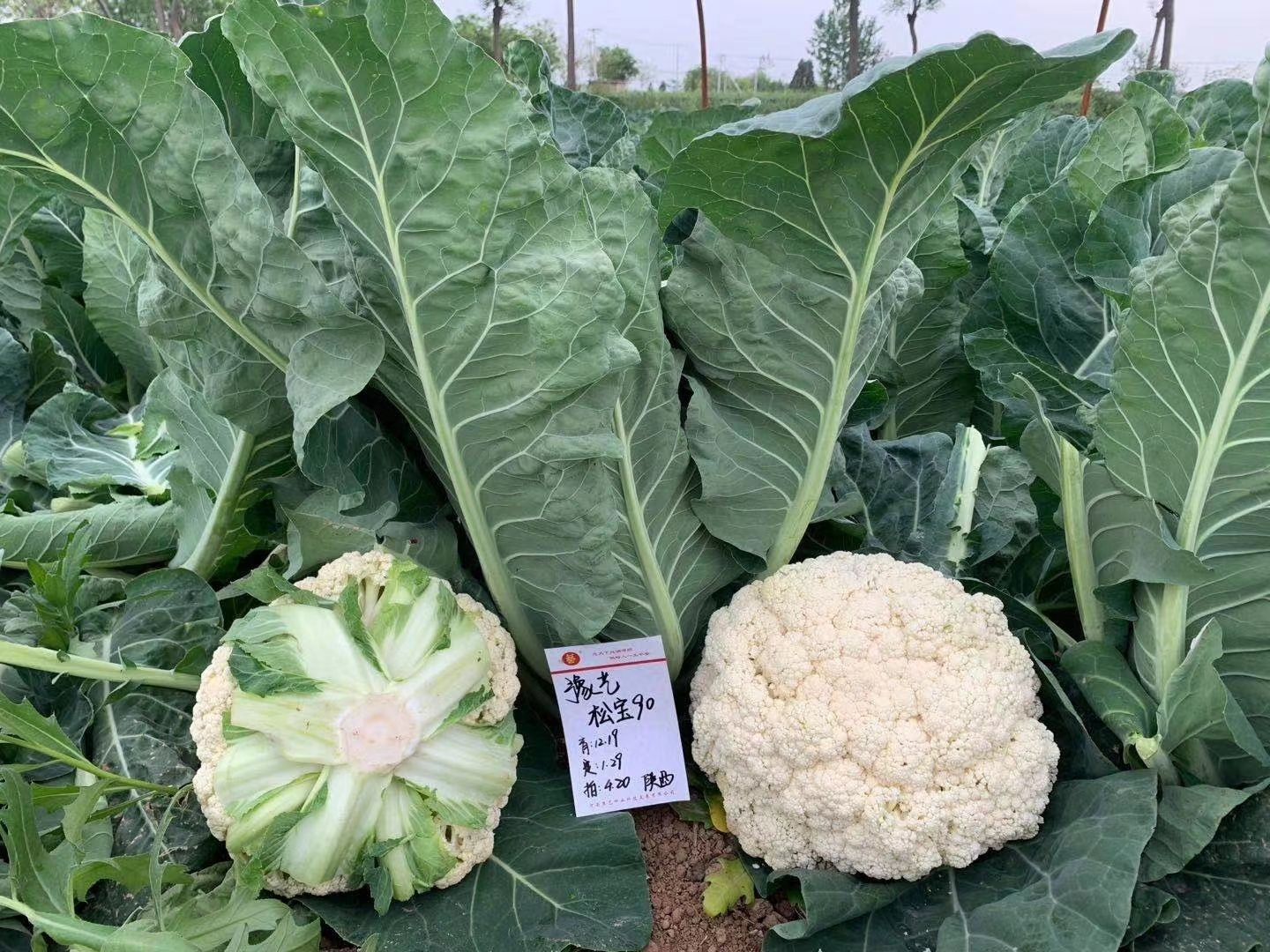 珍玉松宝90菜花种子春秋两用抗病花球大松大囗感好亩5000公