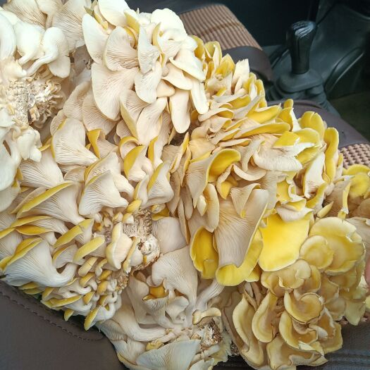 剑川县黄金菇，也叫鸡油菌