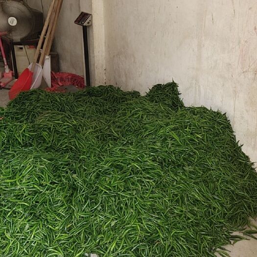 博白县新苗指天椒上市！！青米！红米