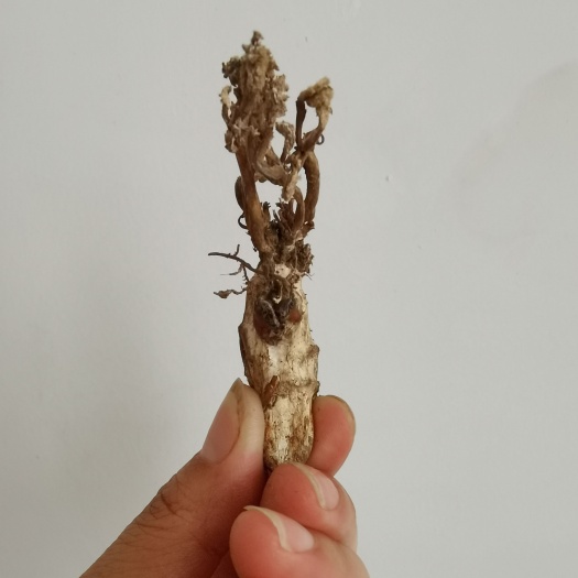 枞阳县金蝉花