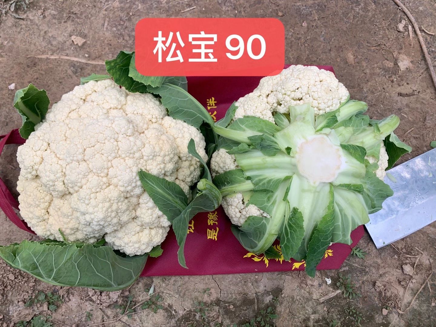 珍玉松宝90菜花种子春秋两用抗病花球大松大囗感好亩5000公