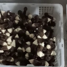 江华县鸡枞菌