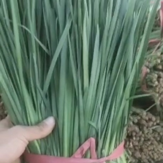 巴彦淖尔大叶韭菜