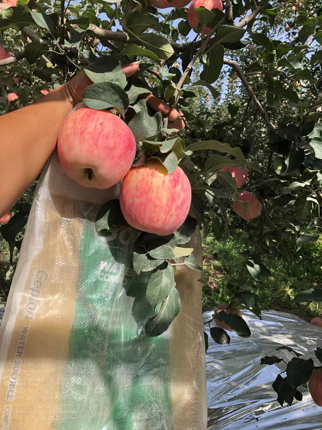 磷酸二氢钾高端水溶肥高磷高钾叶面肥膨果增甜上色冲施肥厂家批发