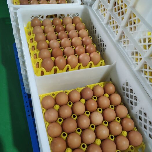 日照土鸡蛋  富硒品牌鸡蛋